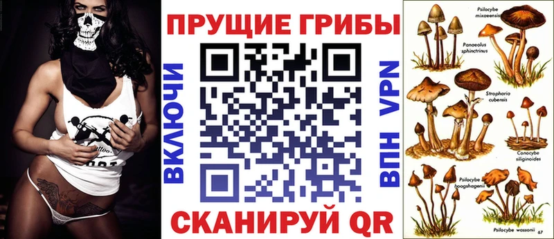 МЕГА   Луга  Псилоцибиновые грибы Psilocybe 